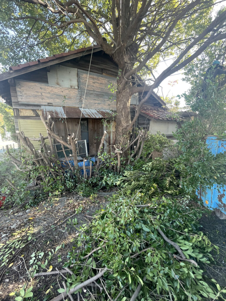 知立市 樹木に覆われた空き家 施工中1